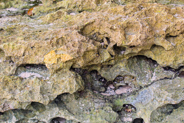 Large black coral rocks with a rough texture on the beach.