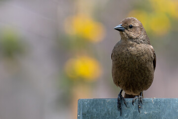 Aves linda