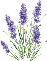 Naklejka premium lavender flowers isolated on white background