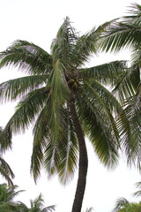 coconut palm tree in stormy sky in Isla Mujeres, Mexico
