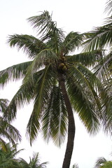 Fototapeta premium coconut palm tree in stormy sky in Isla Mujeres, Mexico