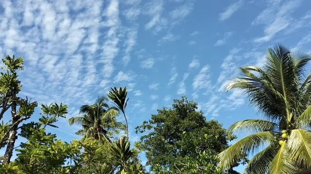 Beautiful natural clear sky landscape in the forest