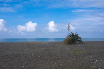 tree on the beach