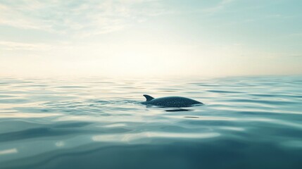 Dreamy Narwhal - Narwhal swimming in a calm ocean