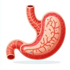 Fototapeta premium Flat, isolated illustration of a stomach, showcasing its distinct shape and features. The design is minimalistic with smooth lines and a simple color palette, perfect for decorative projects.