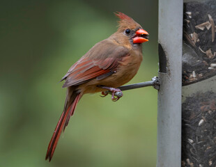 Female Cardinal Perched