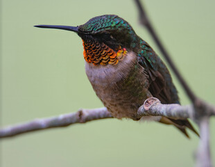 Ruby Throated Hummingbird