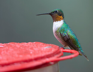 Obraz premium Ruby Throated Hummingbird