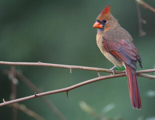Female Cardinal Perched
