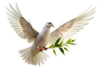 Obraz premium Stock photo of a white dove with olive branch on white background