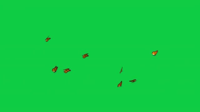 5 Yellow Monarch Butterflies Swarms Animation - Overlay Graphic Element Green Screen