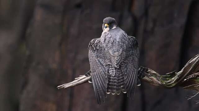 Peregrine falcon on a tree branch