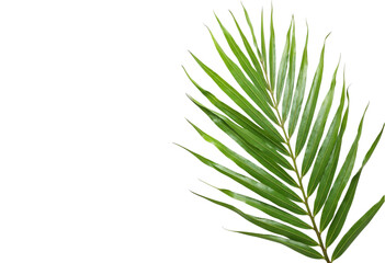 Fototapeta premium green grass isolated on white