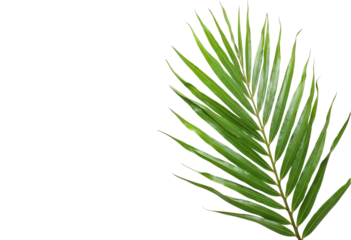 green grass isolated on white