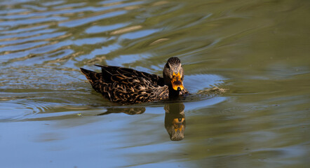 Duck on a pond reflecting the head