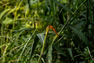A dragonfly perched on a treetop illuminated by morning sunlight.