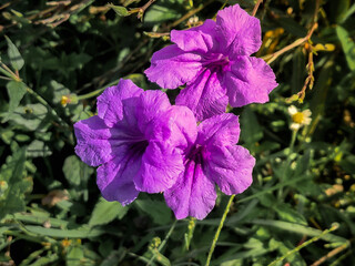 Blue Sky Flower is exposed to sunlight and will reveal its beauty and striking blue color. This...