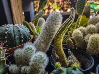 A group of white cacti with many species.