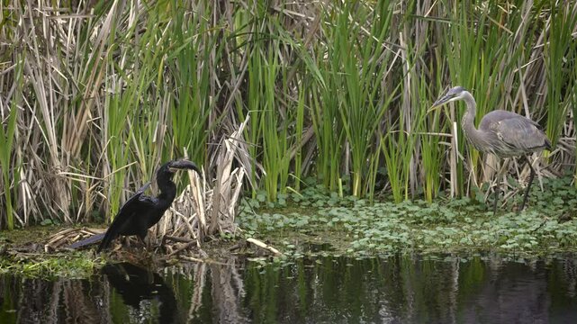 Great blue heron trying to steal a fish from an anhinga