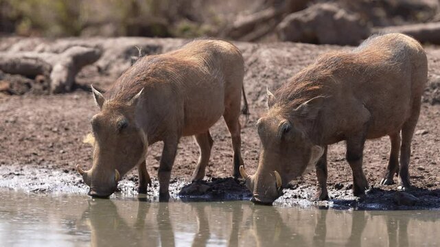 Two African Warthog (Phacochoerus africanus) drinking at a waterhole in the dry season. Dangerous with Lions and Crocodiles around. Slow motion, 25 percent natural speed.