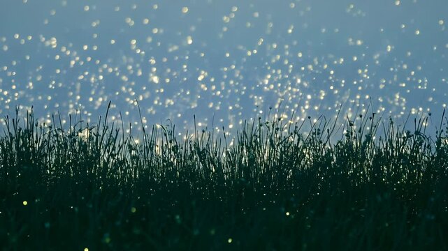 stars in savana night