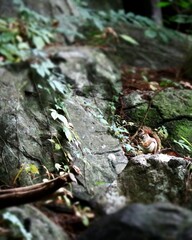 Red Squirrel