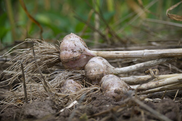 Recently harvested collection of garlic bulbs with roots