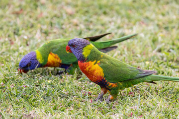Australian Rainbow Lorikeet's feeding on small clover flowers