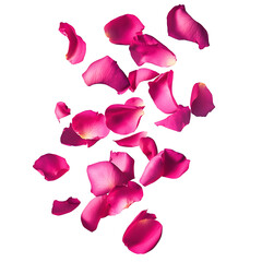 Vibrant Pink Rose Petals Falling on white and transparent background. PNG