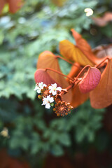 Gold leaf Bauhinia with green leaves background vertical version.