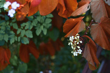 autumn leaves on the fence