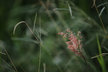 Grass flowers at dusk