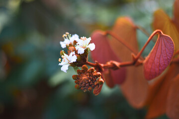 close up of a gold leaf bauhinia is bloom.
