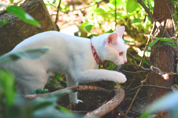 white cat in the garden.