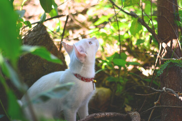 white cat with red collar lizard on the tree.