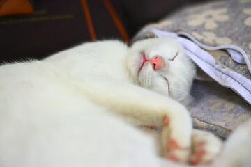 white cat sleeping on a pillow.