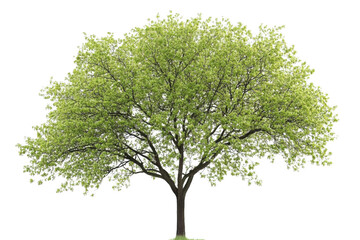 Obraz premium Green Tree with Lush Foliage and Branches