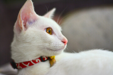 White cat with japanese style collar is staring something.