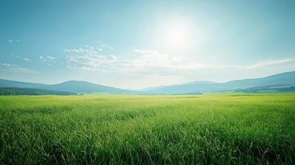 Fototapeta premium nice landscape theme of field