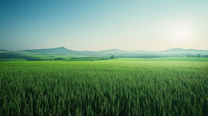 Fototapeta premium nice landscape theme of field