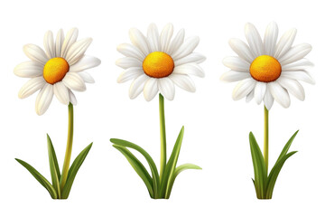 Fototapeta premium Three White Daisies with Yellow Centers and Green Leaves