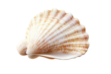 Fototapeta premium Striped Seashell with Brown and White Patterns
