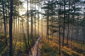Sunny trail under many years old pine trees