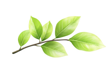 Fototapeta premium Green Leaf Branch on Black Background