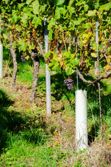 grape vines in the vineyard