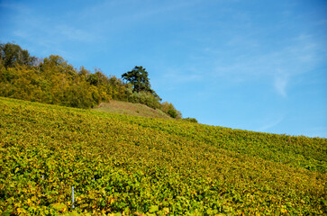 A hill with a vineyard in autumn 