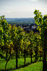 Fototapeta premium landscape with a vineyard 