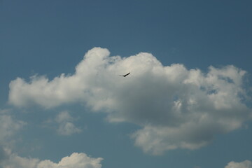 Cielo azul con aves