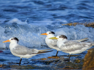 Lesser Crested Tern (Sterna bengalensis) in Australia