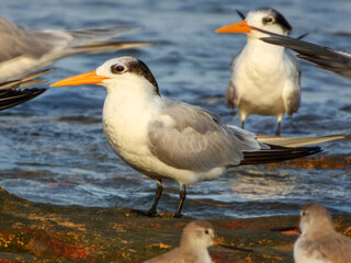 Lesser Crested Tern (Sterna bengalensis) in Australia